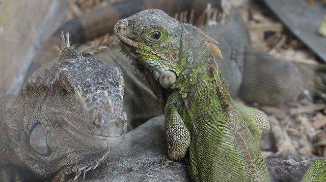 Free download Lizard Iguana Reptile -  free photo or picture to be edited with GIMP online image editor