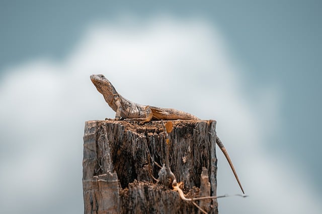 Free download lizard iguana reptile clouds sky free picture to be edited with GIMP free online image editor