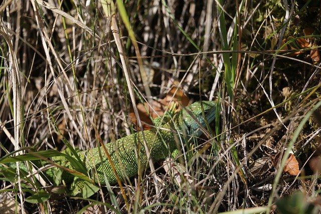 Free download Lizard Occelé Lozère -  free photo or picture to be edited with GIMP online image editor