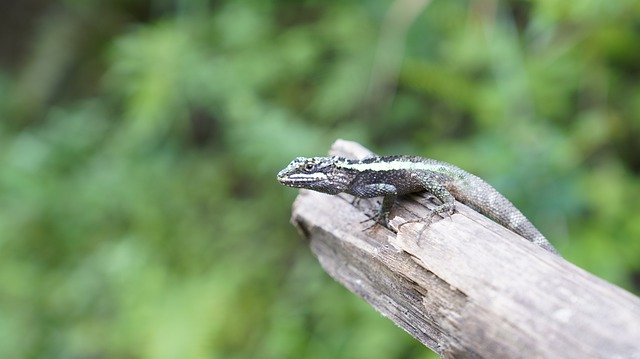 Free download Lizard Outdoor Green The -  free photo or picture to be edited with GIMP online image editor