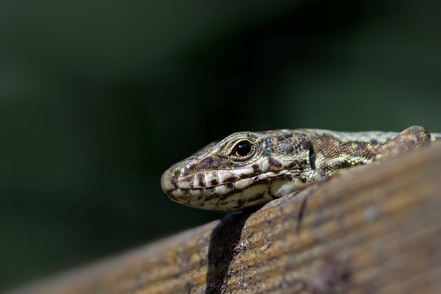 Free download lizard podarcis muralis reptile free picture to be edited with GIMP free online image editor