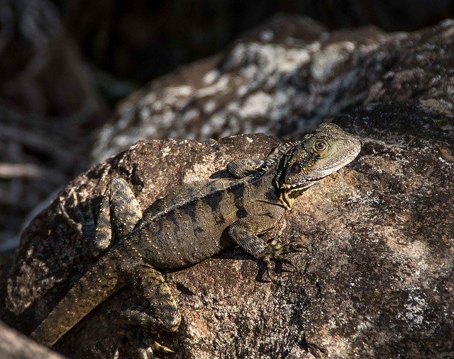 Free download Lizard Reprile Eastern Water -  free photo or picture to be edited with GIMP online image editor