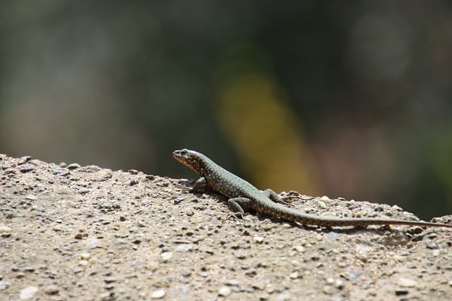 Free download lizard reptile animal stone free picture to be edited with GIMP free online image editor