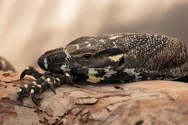 Free download lizard reptile gumgali black goanna free picture to be edited with GIMP free online image editor