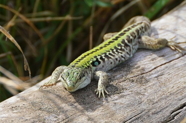 Free download lizard reptile species fauna free picture to be edited with GIMP free online image editor