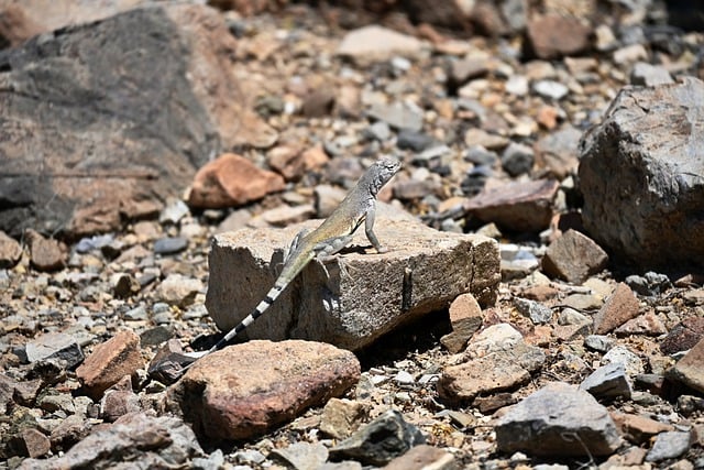 Free download lizard reptile species wildlife free picture to be edited with GIMP free online image editor