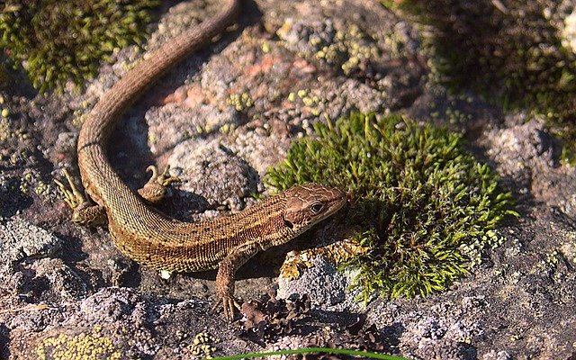 Free download Lizard Reptile Stone -  free photo or picture to be edited with GIMP online image editor