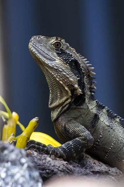 Free download lizard rock eastern water dragon free picture to be edited with GIMP free online image editor