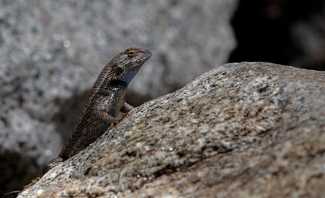 Free download lizard rock sunbathing reptile free picture to be edited with GIMP free online image editor