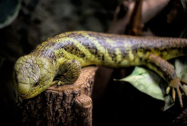 Free download lizard skink blue tongued skink free picture to be edited with GIMP free online image editor