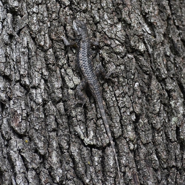 Free download lizard spiny lizard reptile nature free picture to be edited with GIMP free online image editor