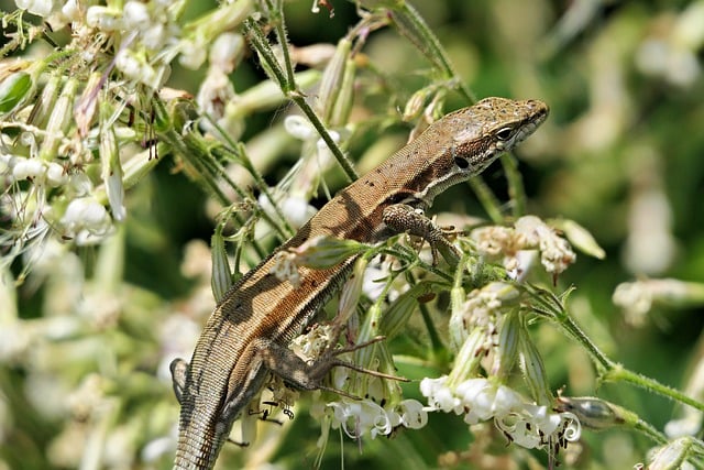 Free download lizard wall lizard reptile free picture to be edited with GIMP free online image editor