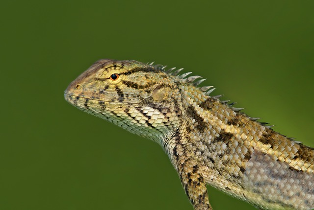 Free download lizard wildlife reptile animal free picture to be edited with GIMP free online image editor