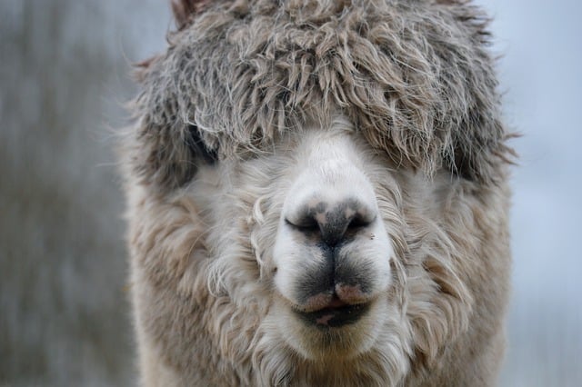 Free download llama alpaca animal mammal free picture to be edited with GIMP free online image editor