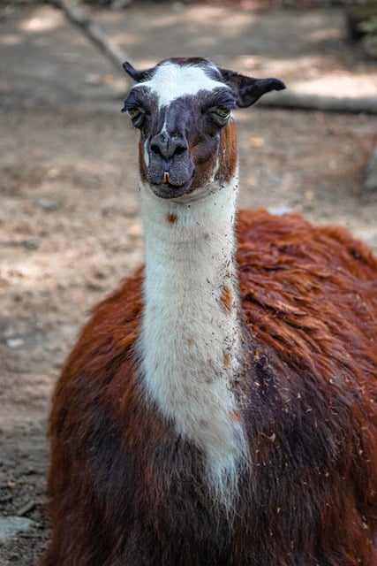 Free download llama alpaca mammal fluffy animal free picture to be edited with GIMP free online image editor