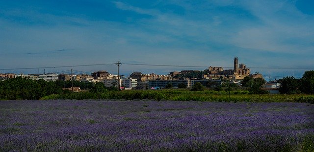 Free download Lleida Lavender Flowers -  free photo or picture to be edited with GIMP online image editor