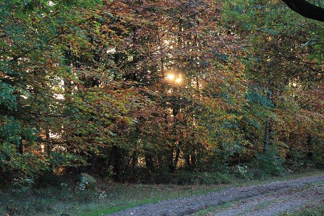 Free download Lüneburg-Heide Trees Sunset -  free photo or picture to be edited with GIMP online image editor