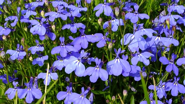 Free download Lobelia Flowers Summer -  free photo or picture to be edited with GIMP online image editor