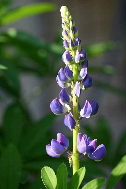 Free download Lobelia Flower Summer -  free photo or picture to be edited with GIMP online image editor