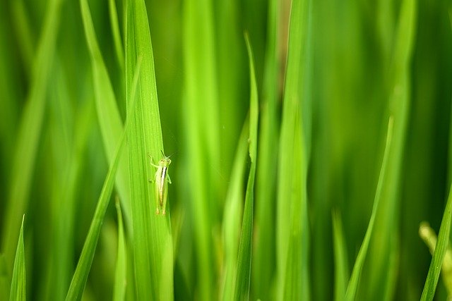 Free download Locust Green Grasshopper Rice -  free photo or picture to be edited with GIMP online image editor