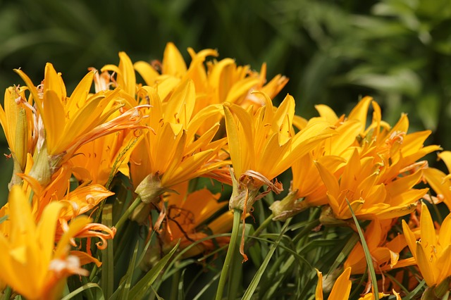 Free download locusts lilies flowers nature free picture to be edited with GIMP free online image editor