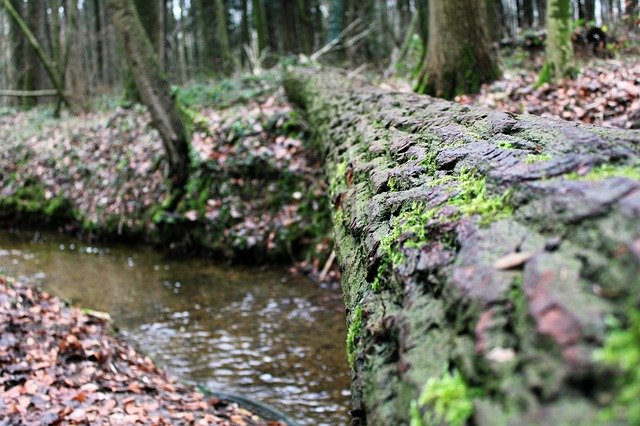 Free download Log Bach Moss -  free photo or picture to be edited with GIMP online image editor