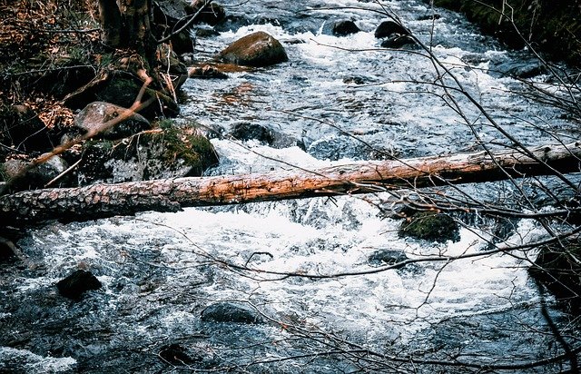 Free download log tree nature wood trunk water free picture to be edited with GIMP free online image editor