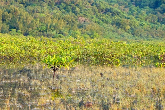 Free download lonely green tree landscape free picture to be edited with GIMP free online image editor