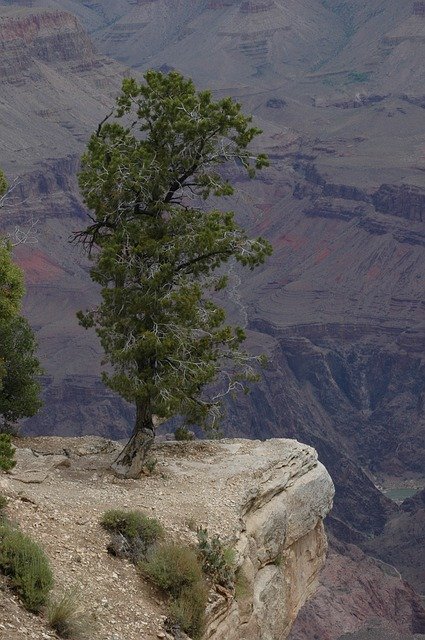 Free download Lone Pine Grand Canyon Arizona -  free photo or picture to be edited with GIMP online image editor