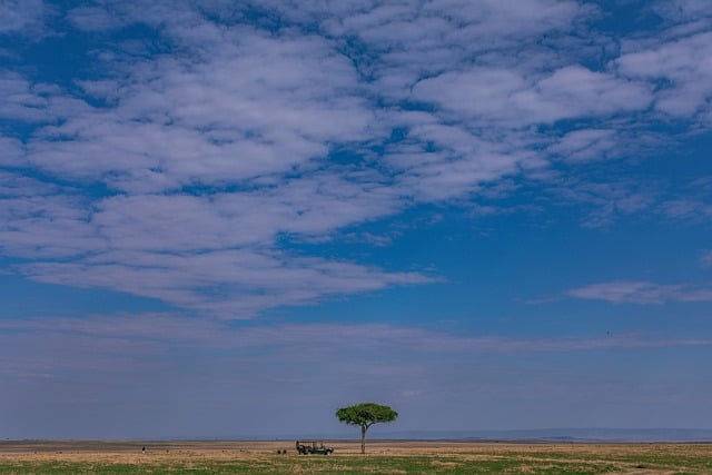 Free download lone tree animal safari savannah free picture to be edited with GIMP free online image editor