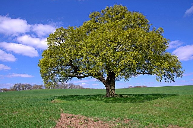 Free download Lone Tree Field Wheat -  free photo or picture to be edited with GIMP online image editor