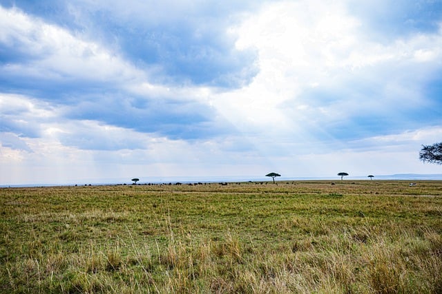 Free download lone trees blue sky grassland free picture to be edited with GIMP free online image editor