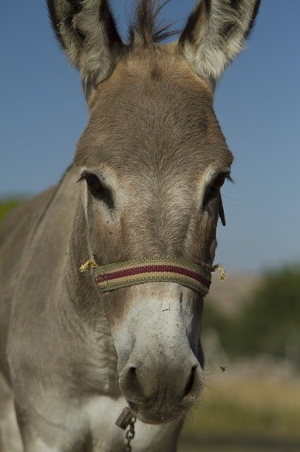 Free download Long Ear Donkey -  free photo or picture to be edited with GIMP online image editor