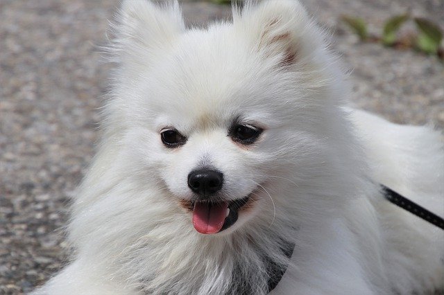 Free download long haired dog fur spitz race free picture to be edited with GIMP free online image editor