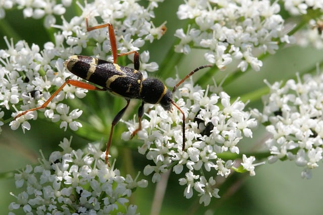 Free download longhorn beetle insect plant free picture to be edited with GIMP free online image editor