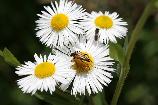 Free download longhorn beetle insects wild plant free picture to be edited with GIMP free online image editor