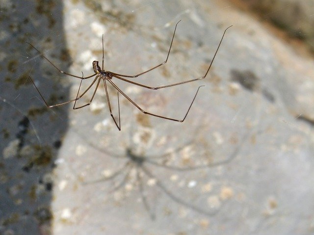 Free download Long-Legged Spider Zancuda -  free photo or picture to be edited with GIMP online image editor