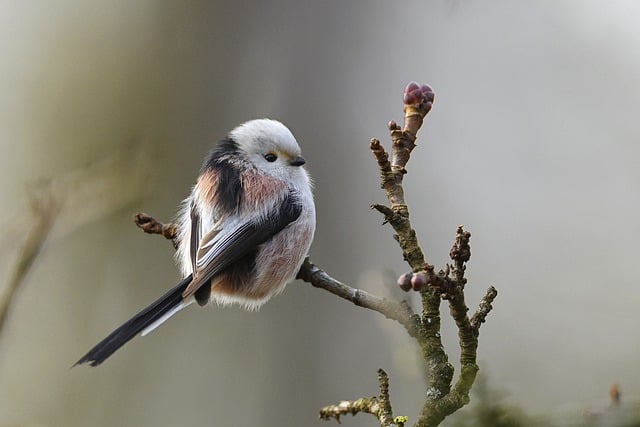 Free download long tailed tit long tailed bushtit free picture to be edited with GIMP free online image editor