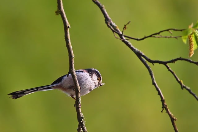 Free download long tailed tit tit bird branch free picture to be edited with GIMP free online image editor