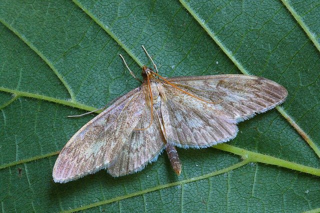 Free download Long-Winged Pearl Moth Pyralid -  free photo or picture to be edited with GIMP online image editor