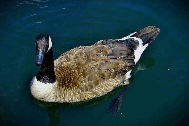 Free download Loon Water Nature -  free photo or picture to be edited with GIMP online image editor