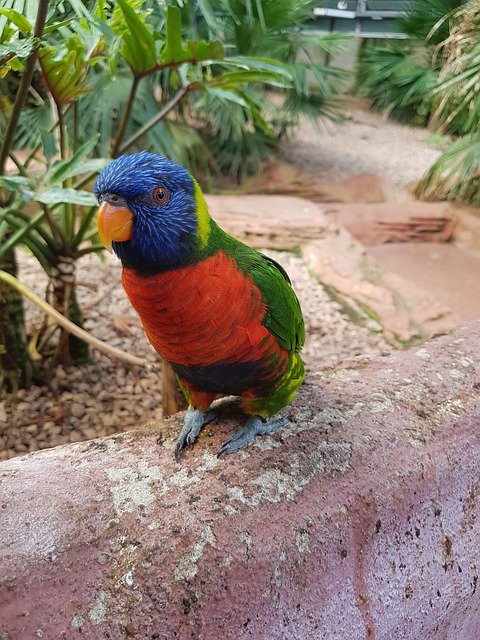 Free download Lori Lorikeet Wedge Tail -  free photo or picture to be edited with GIMP online image editor