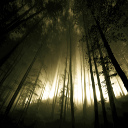 Lost Woods  screen for extension Chrome web store in OffiDocs Chromium