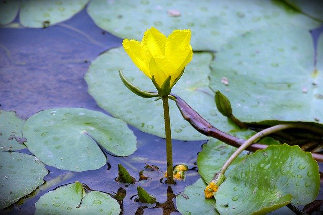 Libreng pag-download ng Lotus Aquatic Plant Lake Pond - libreng larawan o larawan na ie-edit gamit ang GIMP online na editor ng imahe