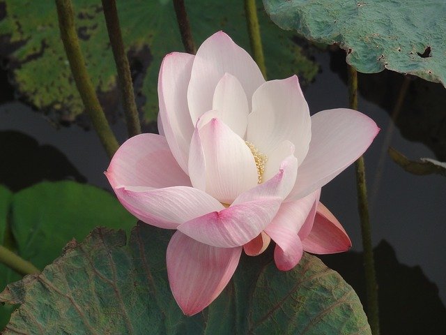 Free download Lotus Blossom Flowers Water -  free photo or picture to be edited with GIMP online image editor