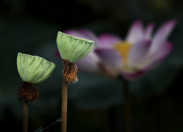 Free download lotus botany plant growth nature free picture to be edited with GIMP free online image editor