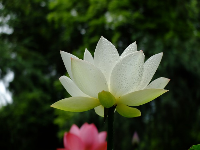 Free download lotus du fu thatched cottage chengdu free picture to be edited with GIMP free online image editor