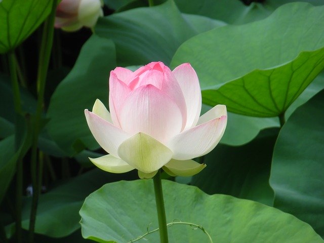 Free download Lotus Flower -  free photo or picture to be edited with GIMP online image editor