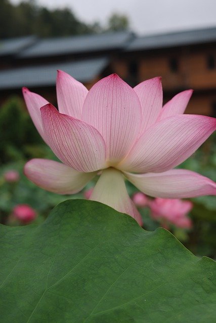 Free download lotus flower aquatic plant free picture to be edited with GIMP free online image editor