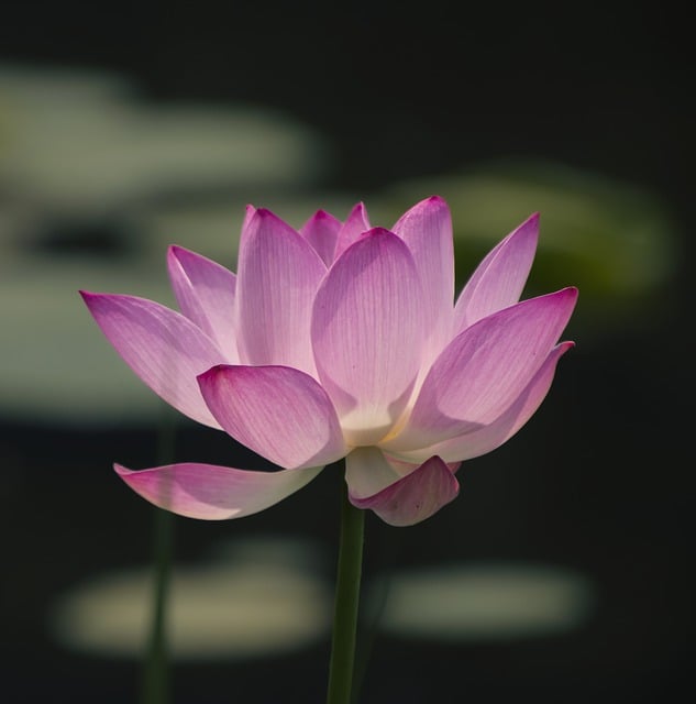 Free download lotus flower blooming lotus free picture to be edited with GIMP free online image editor